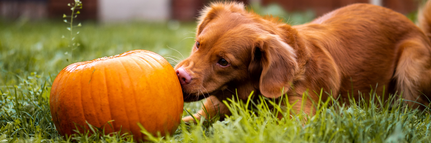 Recipe: Dog-Friendly Pumpkin Ice Cream - Pawsitively Professional